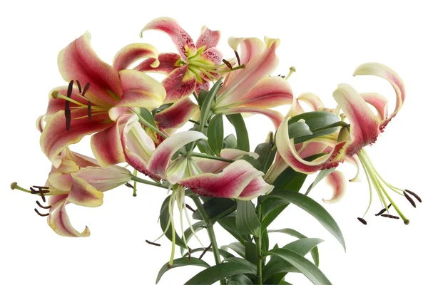 Vackra liljor — Stockfoto