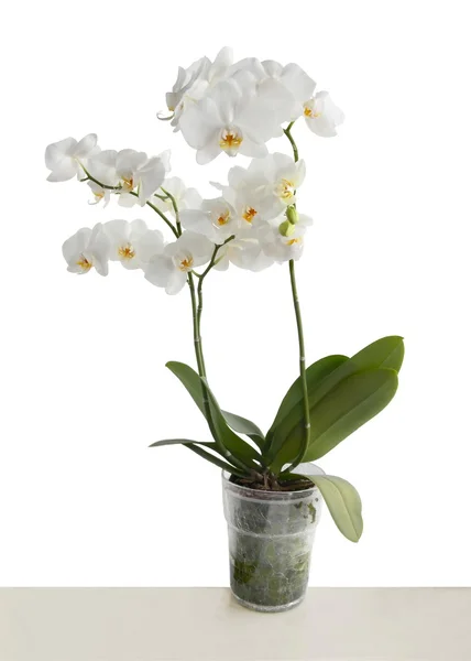 Цілі рослини орхідеї в цвітіння — стокове фото