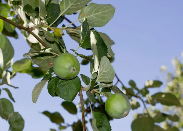 stock image Apple orchard