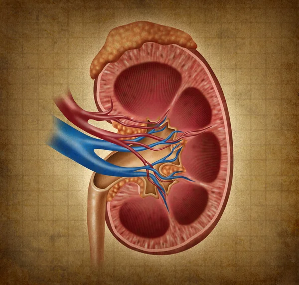 Menschliche Niere mit Grunge-Textur — Stockfoto