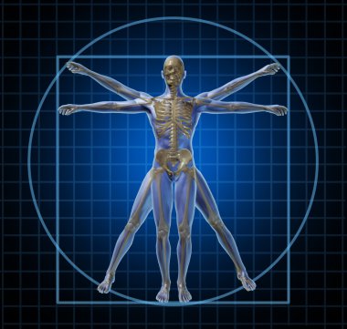 Vitruvian Human Skeleton Man clipart