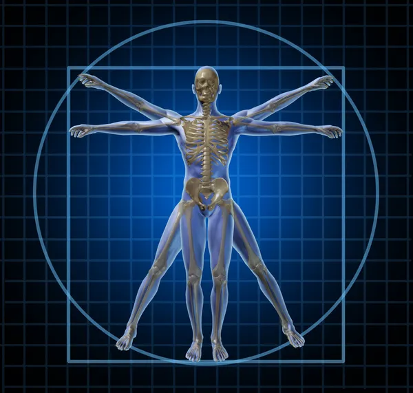 Vitruvian Human Skeleton Man — Stock Photo, Image