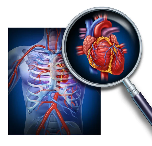 Anatomie van het menselijk hart — Stockfoto