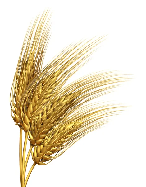 Buğday veya arpa öğesi — Stok fotoğraf