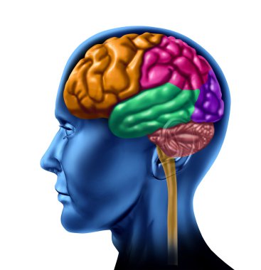 Brain Lobe Sections clipart