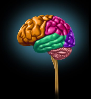 Brain lobe Sections clipart