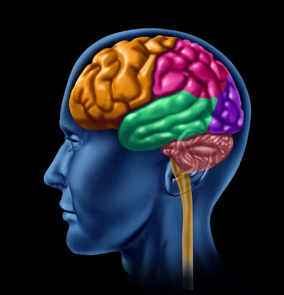 Brain lobe sections On Black — Stock Photo, Image