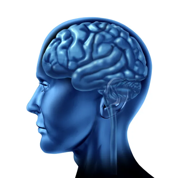 Mänskliga hjärnan som en sida-vy — Stockfoto