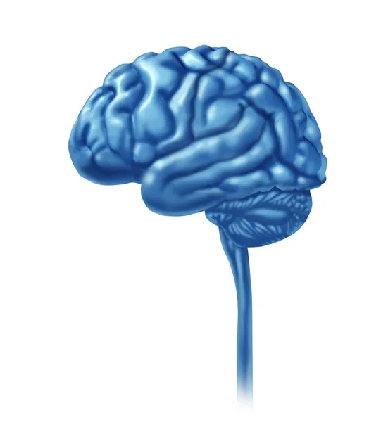 Людський мозок ізольований на білому — стокове фото