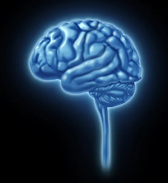 Концепция человеческого мозга — стоковое фото