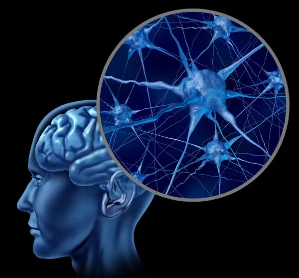 Beynin nöron grafiği — Stok fotoğraf