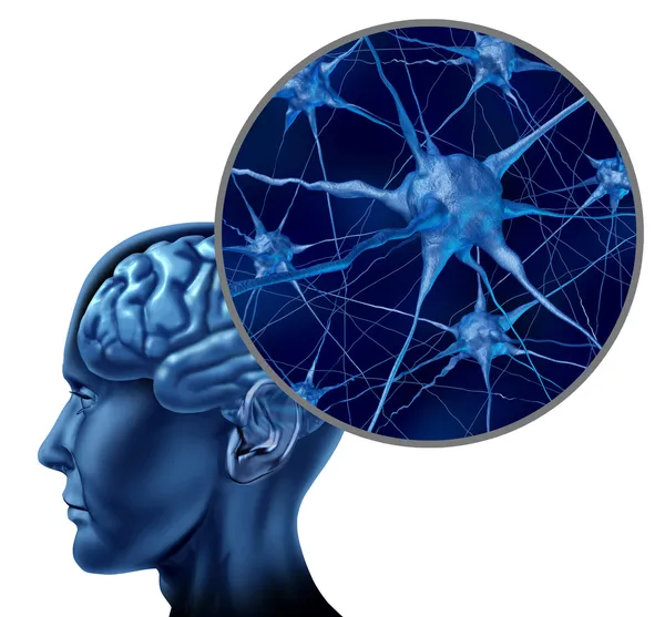 Human brain medical symbol — Stock Photo, Image
