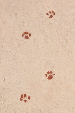 Traces of animals painted on the track. clipart