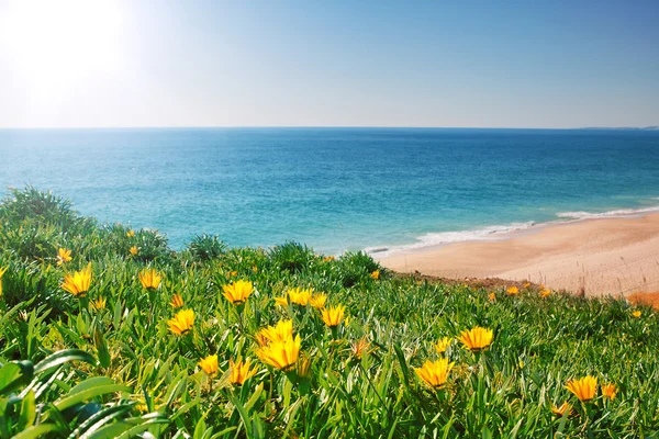 Deniz manzarası ile sarı çiçekler ve çim görüntüleyin. algarve, Portekiz. — Stok fotoğraf