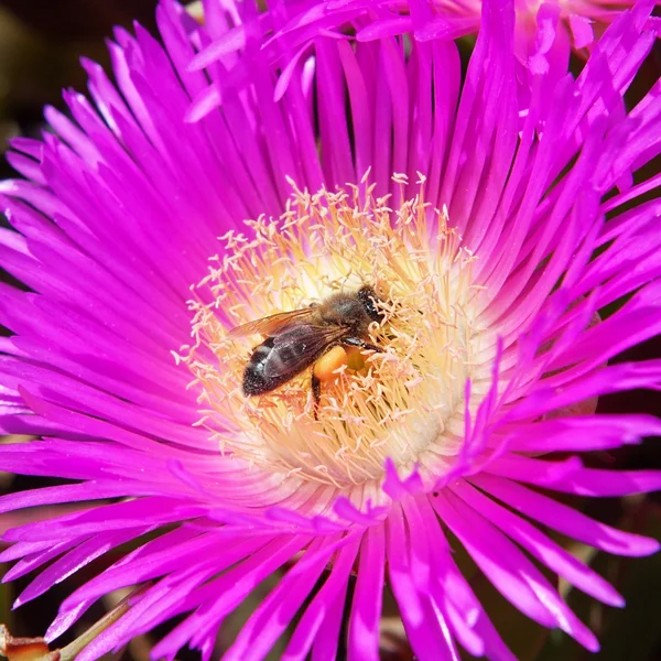 stock image A bee pollinating a flower violet.