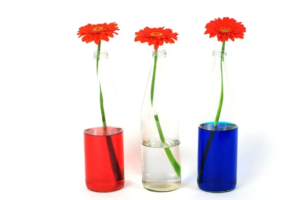 stock image Dutch flag, flowers and football