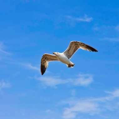 A seagull, soaring in the blue sky clipart