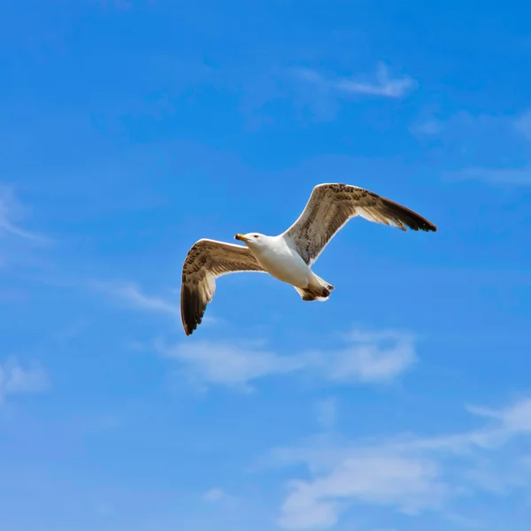 stock image A seagull, soaring in the blue sky