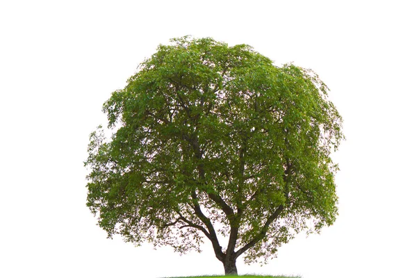 stock image Tree