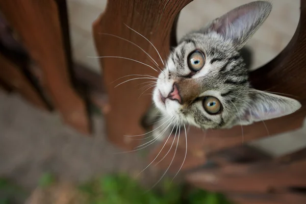 Бытовая кошка — стоковое фото