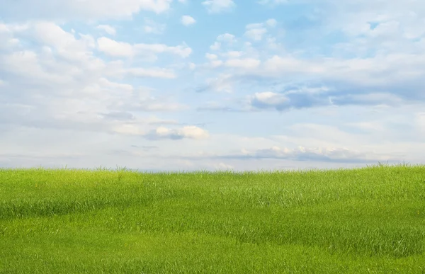 Paisaje de verano con hierba verde y cielo azul — Foto de Stock