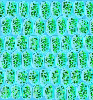 Chloroplasts visible in the cells clipart