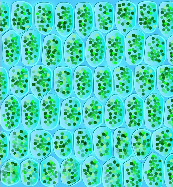 stock vector Chloroplasts visible in the cells