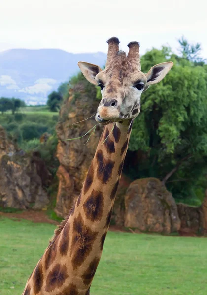 Jirafa, girafa, camelopardalis — Fotografia de Stock
