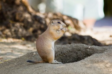 Prairie Dog clipart