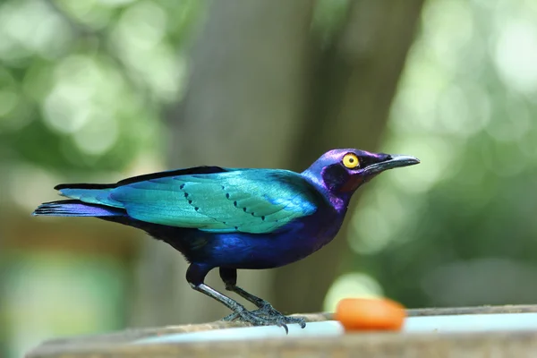 Estornino esmeralda - Purple Glossy Starling - Merle Métalliqu 图库图片