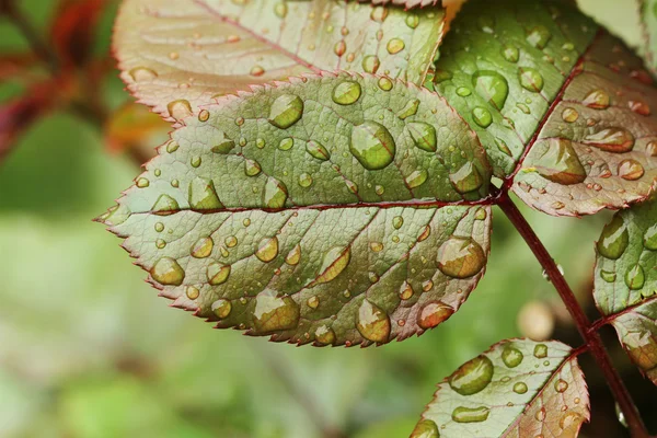 stock image Fresh spring green leafs