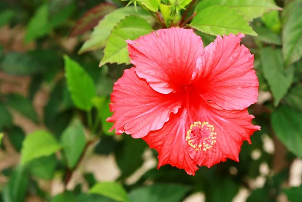 Stock image Hibiscus