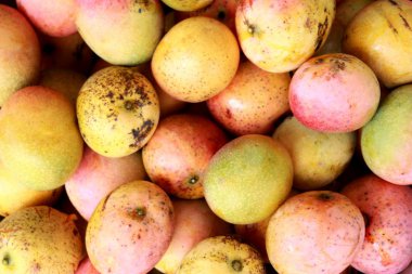 Cuban Mangoes clipart