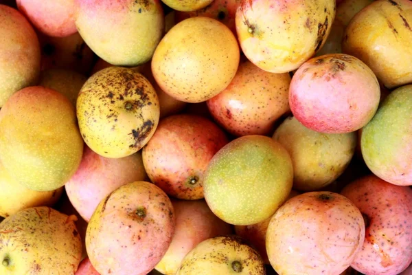 Кубинський манго Стокове Зображення