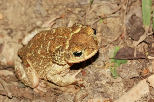 Rivier toad Stockfoto
