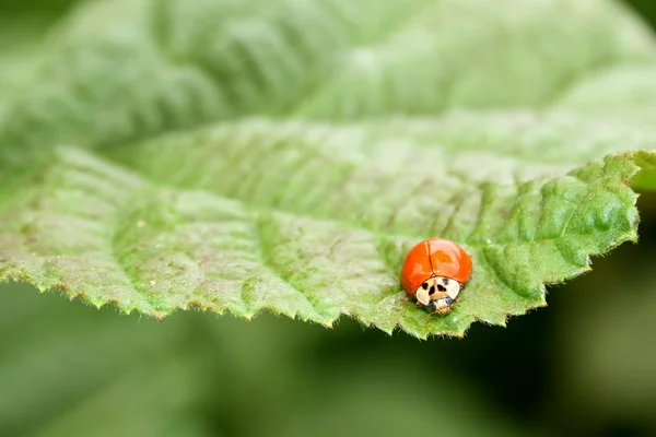 Orange Ladybird — Stock Photo, Image