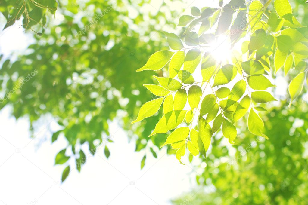 Light with green leaves