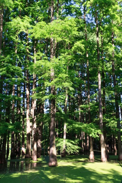 Lužního lesa — Stock fotografie