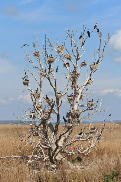 Ароматні гнізда на дереві — стокове фото