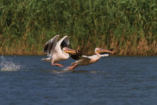 Pelicani bianchi (pelecanus onocrotalus ) — Foto Stock