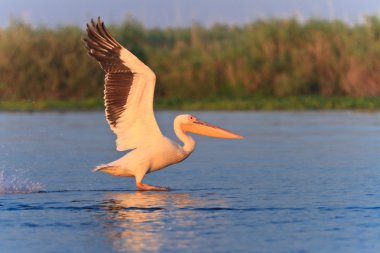 beyaz pelikan (Pelecanus onocrotalus)