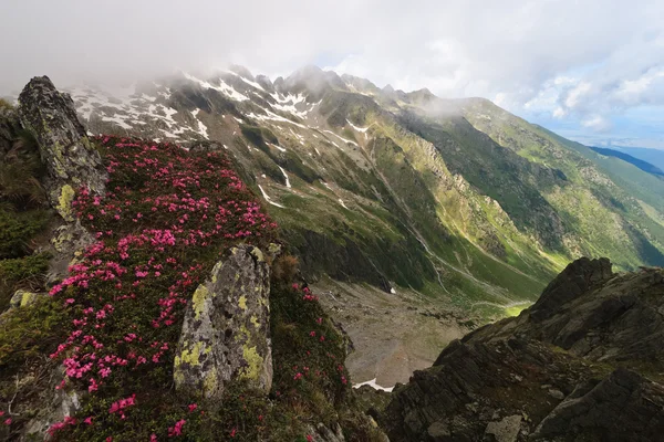 Mountain pioner (rhododendron) — Stockfoto