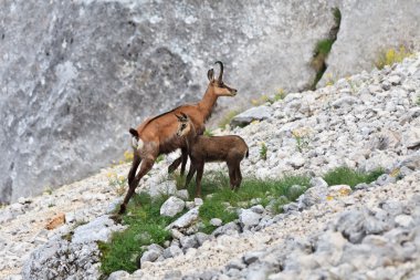 Chamois (Rupicapra Carpatica)