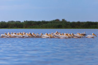 Beyaz Pelikan (pelecanus onocrotalus)