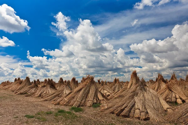 Aglomerado seco de cana — Fotografia de Stock