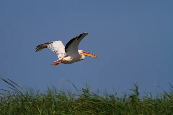 Witte pelikaan (Pelecanus onocrotalus) tijdens de vlucht — Stockfoto