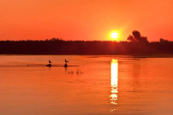 Východ slunce v dunajské deltě — Stock fotografie