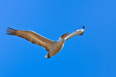 Dalmaçyalı pelikan (Pelecanus crispus)