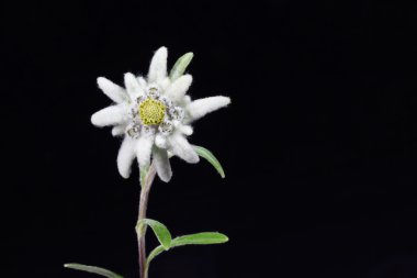 Edelweiss.