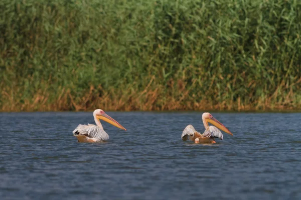 Pelícanos en el delta del Danubio — Foto de Stock